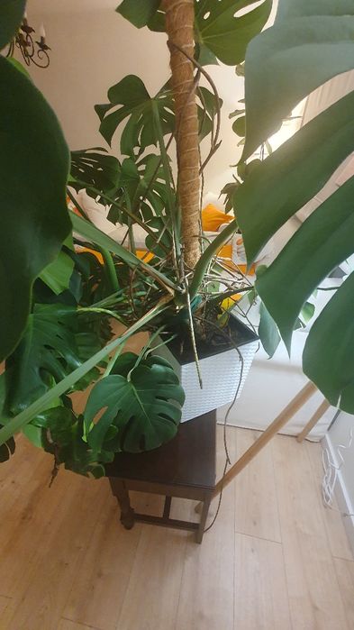 Monstera, przepiękna, zdrowa