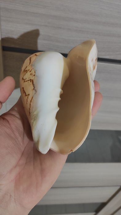 Ракушка большая   .