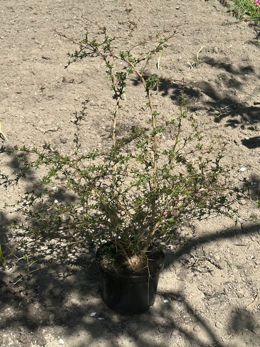 Berberys duża donica