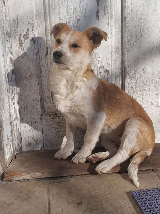 В добрі руки собачат 4 місяці
