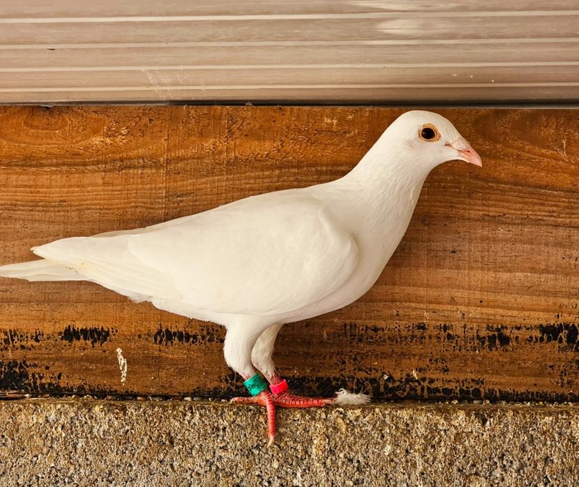 Pombas correias brancas