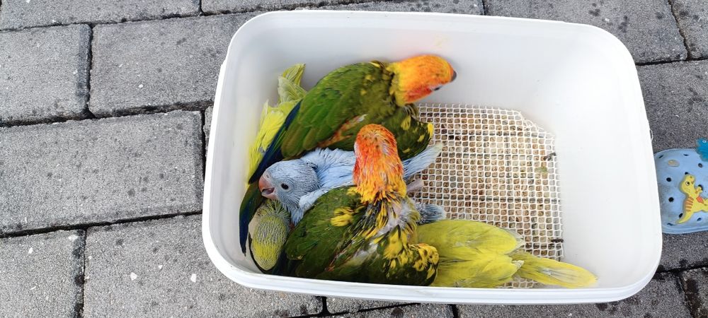 Ring Neck s diluídos para acabar de criar