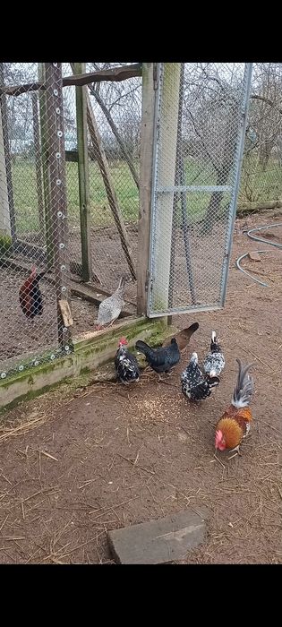 Jaja od liliputek do wylęgu