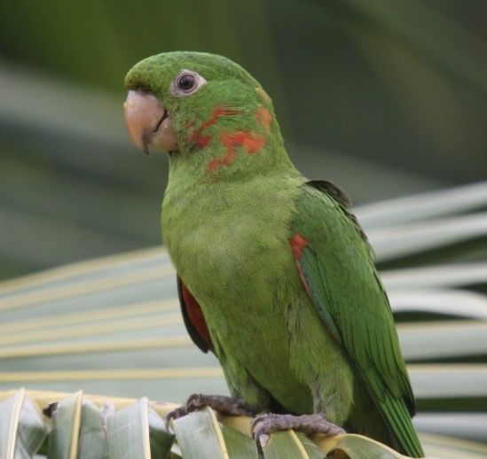 aratinga leucophthalma