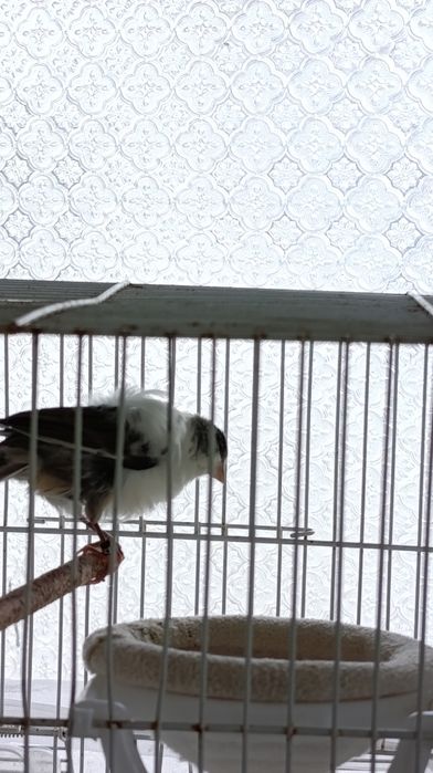 Vendas de animais