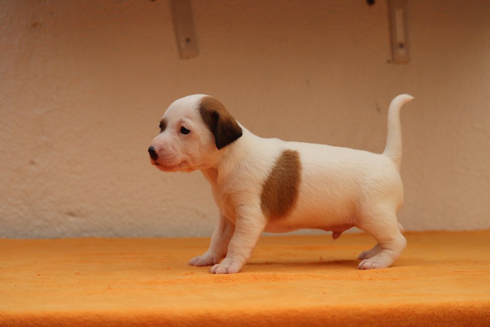 Macho Jack Russell Terrier