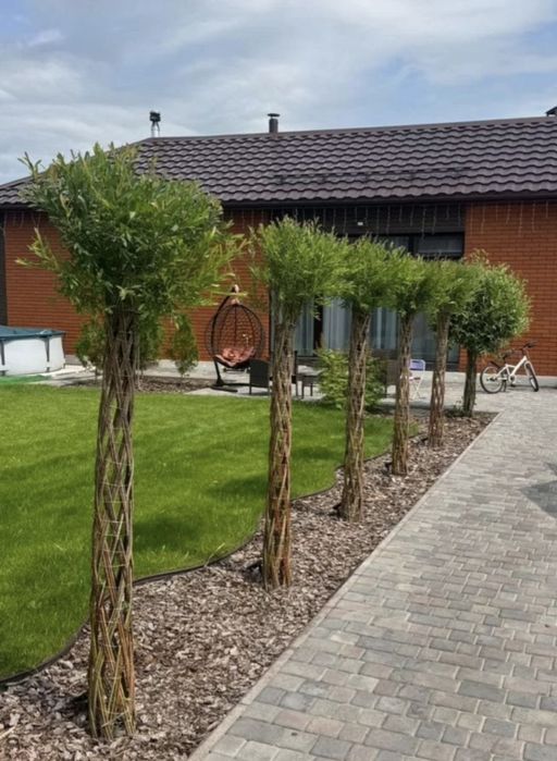 Енергетична верба живці лоза для живопдоту ива