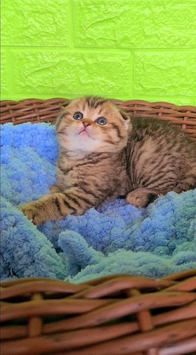 Бесподобные котята шотландцы