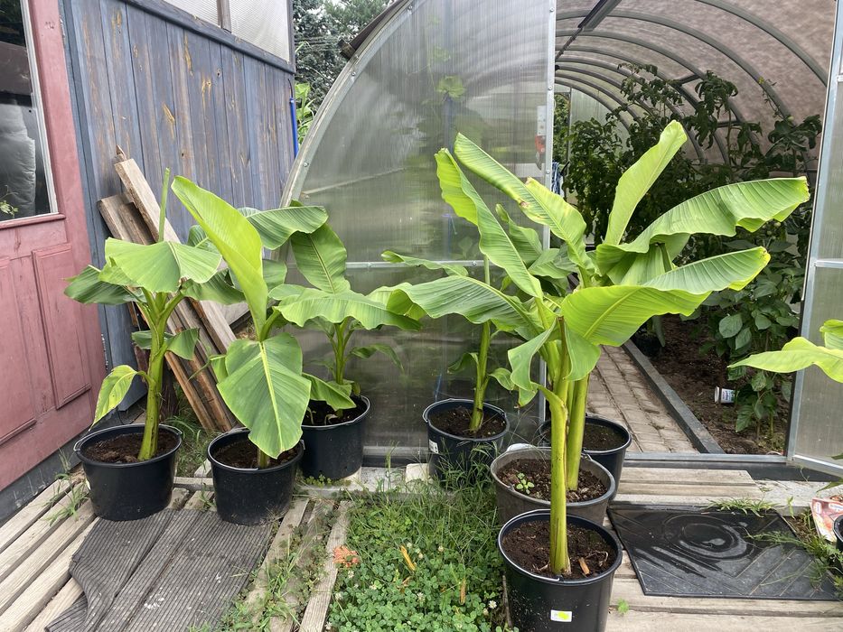 bananowiec Musa basjoo