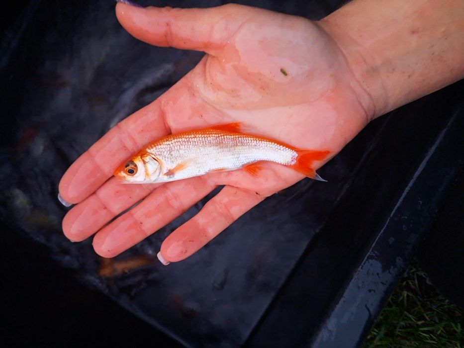Tołpyga 15-20cm Karp Lin Jesiotry