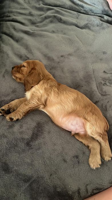 Хлопчики спаніелі англійські