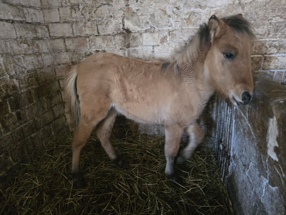 Ogierek po fiordzie 6 miesiecy spokojny paszport.
