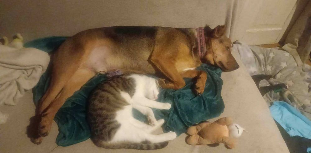 Scooby cudowny młody psiaczek poleca się adopcji