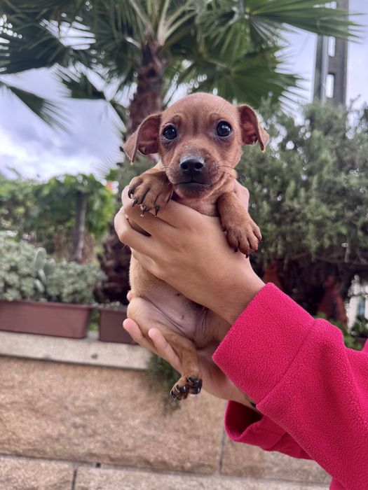 Mamã + bebé - pinscher