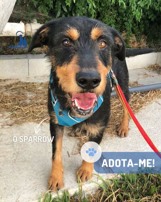 Sparrow cao jovem de porte grande