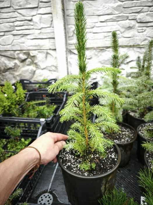 Ялина Європейська у горщиках 1.5-2 л