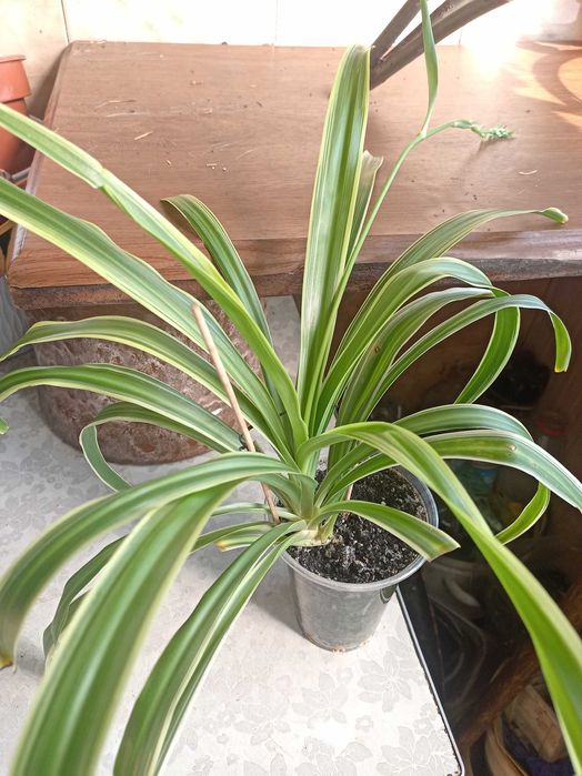 Хлорофитум Океан (chlorophytum ocean)