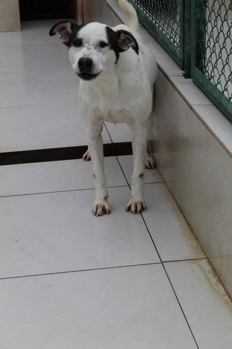 064166 Papaj do adopcji.