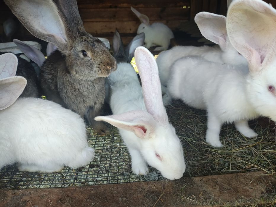 Продаються кролі(бельгійський фландр). Є молодняк і кітні самиці.