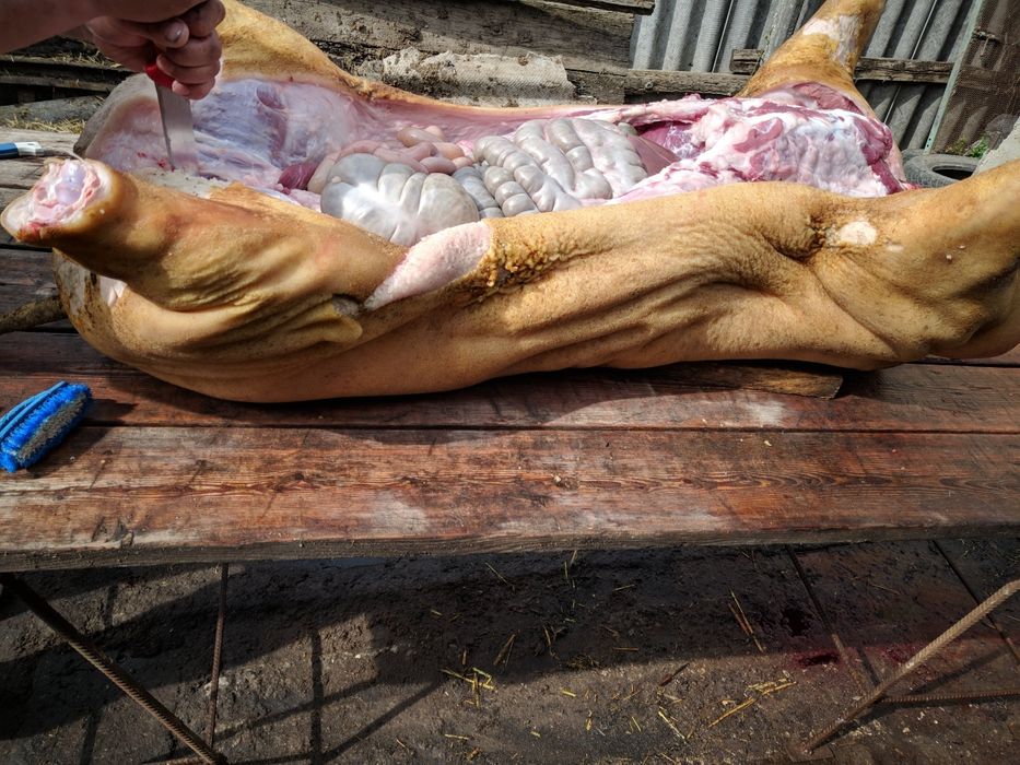 Свинина в тушах, напівтуша