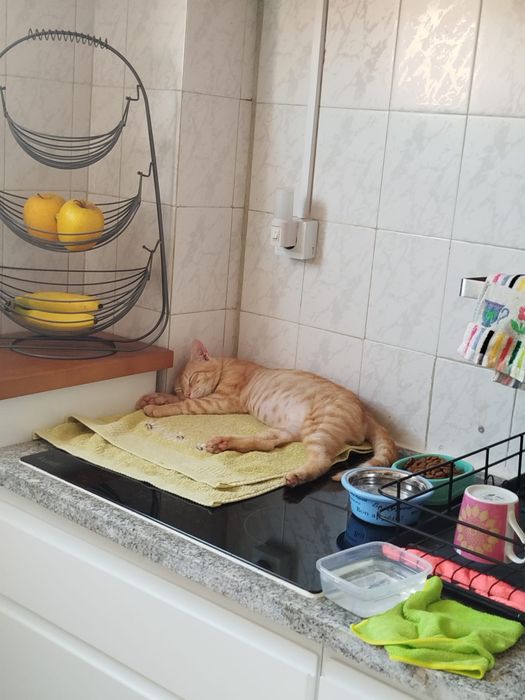 Gato meigo para adoção