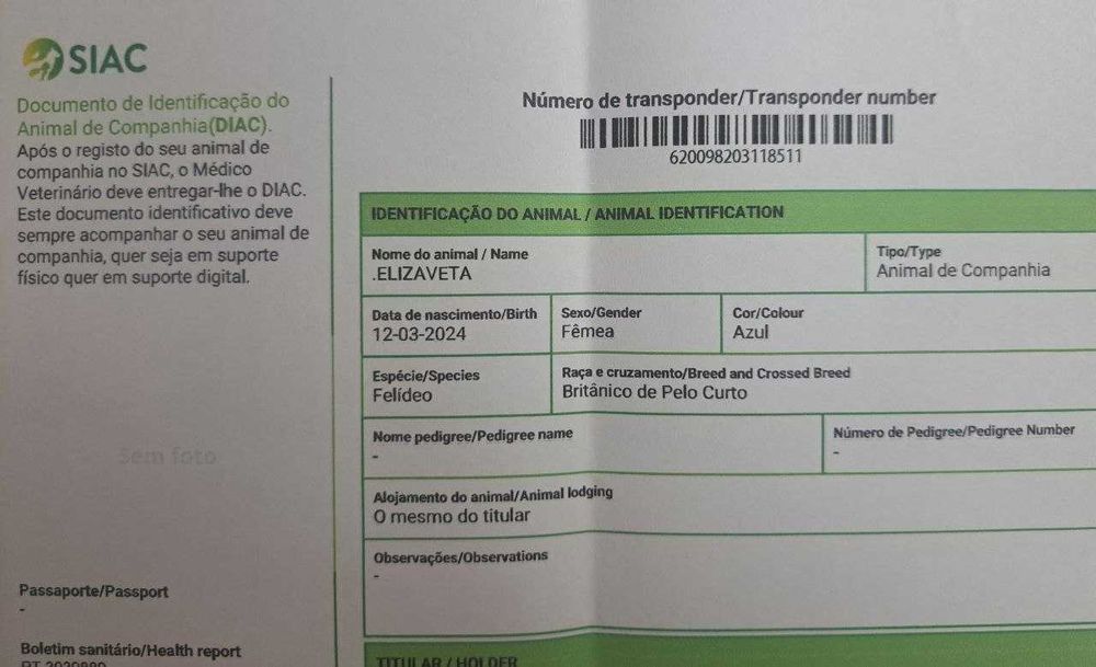 Gatinho disponível.