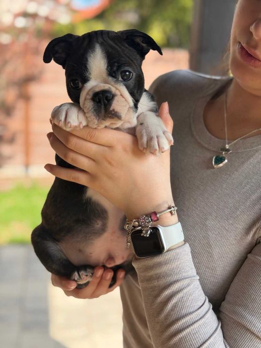 Boston Terrier szczeniak - chłopiec