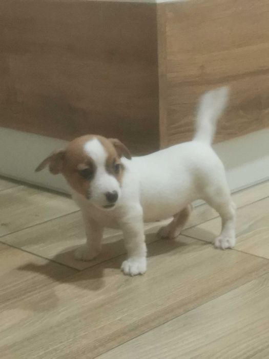 Jack Russell Terrier piesek