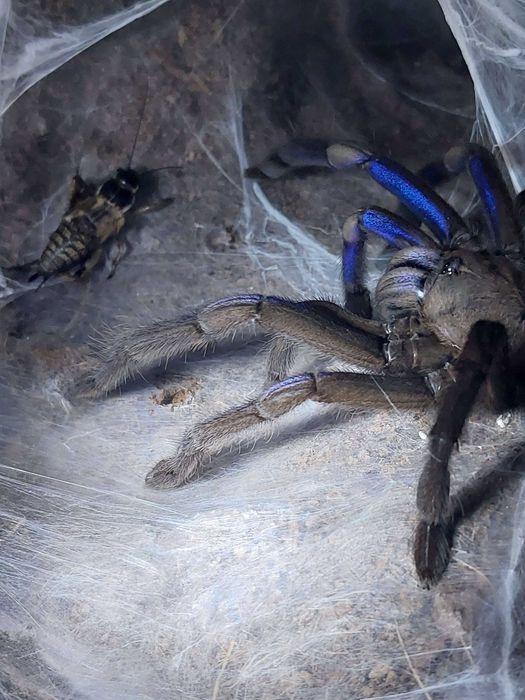 Ptasznik Chilobrachys sp. electric blue (natanicharum) samica 5 DC z terraraium