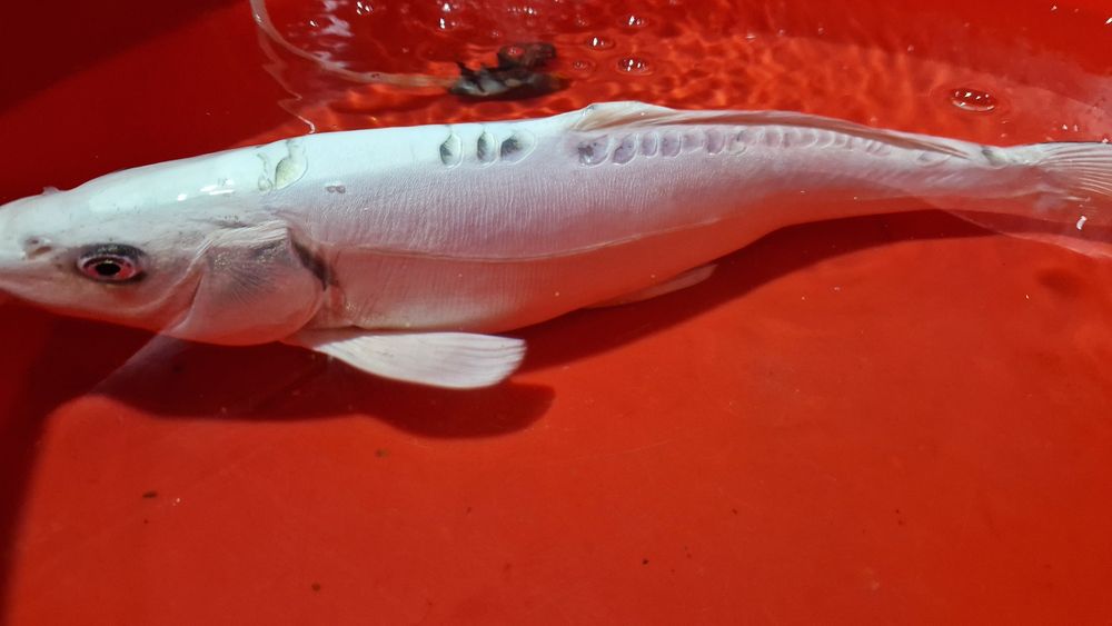 Carpa koi branca