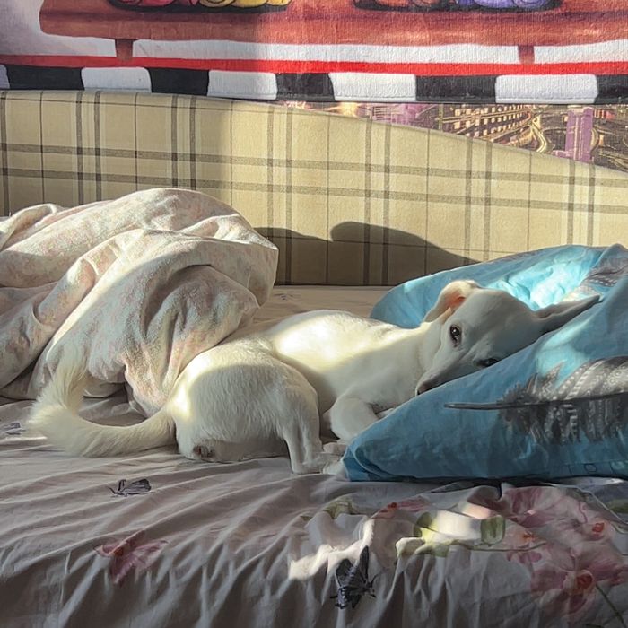 Собачка на перетримку тимчасово