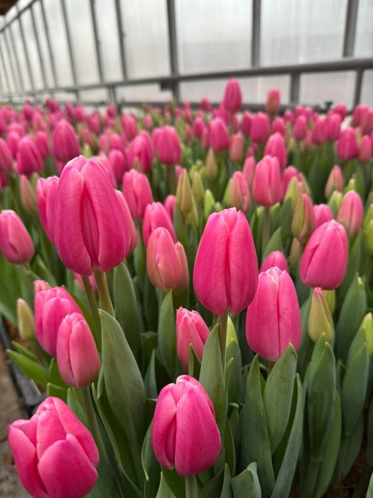 Тюльпаны до 8 березня