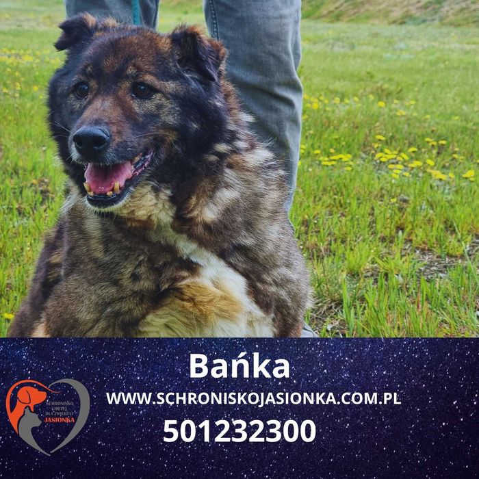 Bańka do adopcji – Schronisko Jasionka