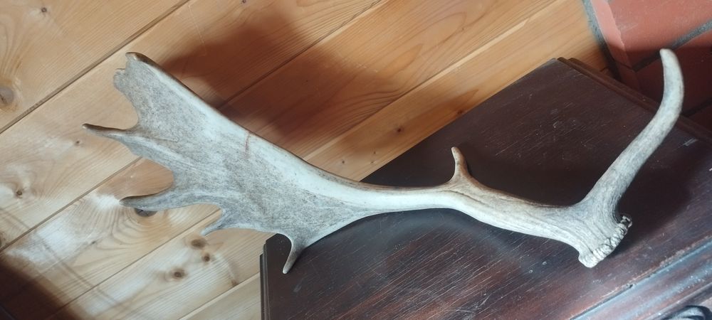 Corno de Veado Premium Grande