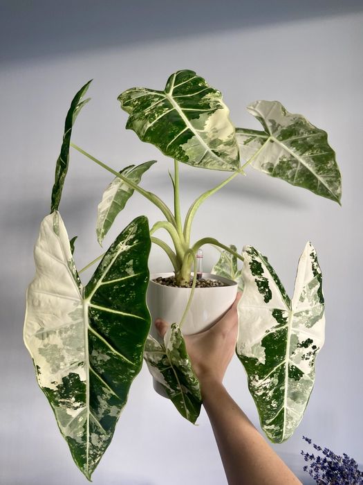 Alocasia frydek variegata, sadzonka