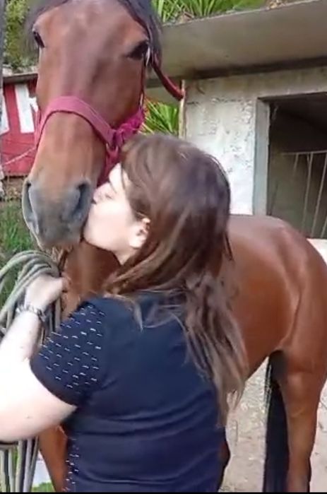 Égua Lusitana com livro azul