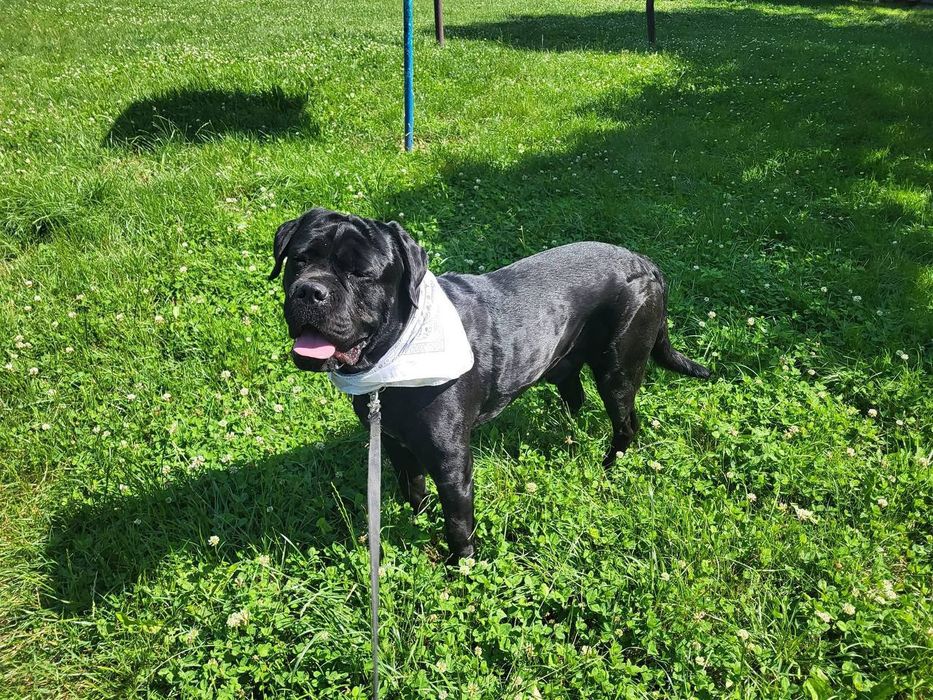 Кане Корсо преміум  | передзамовлення | Івано-Франківськ