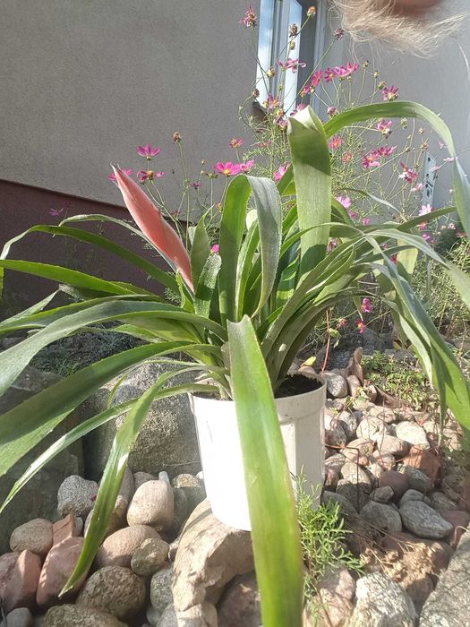 kwiaty doniczkowe bilbergia zawisła