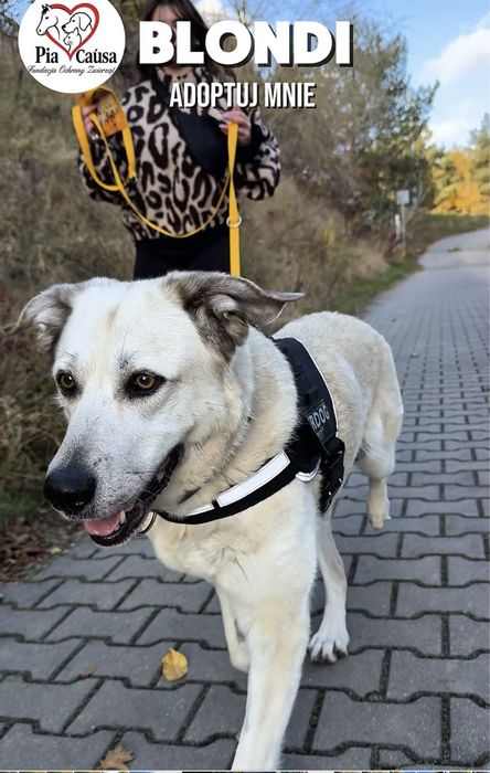 Kochana sunia Blondii szuka domku