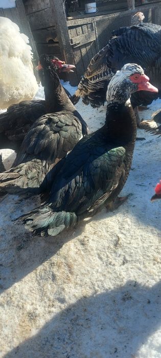 Пухові півники, мускусні качки, качурі