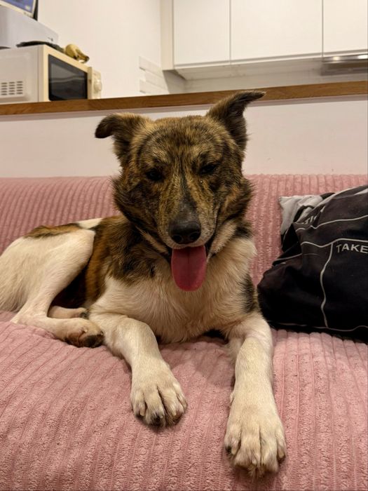 Macho jovem para adoção responsável