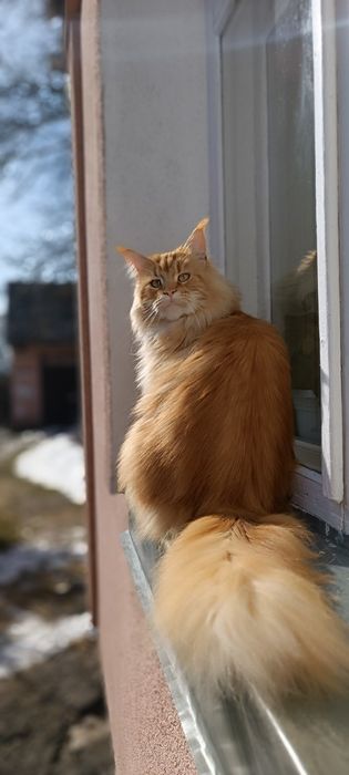 Шукаю котика Мейн кун для вязки.