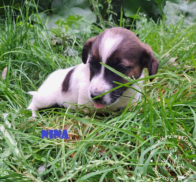 Jack Russell Terrier suczka rodowód