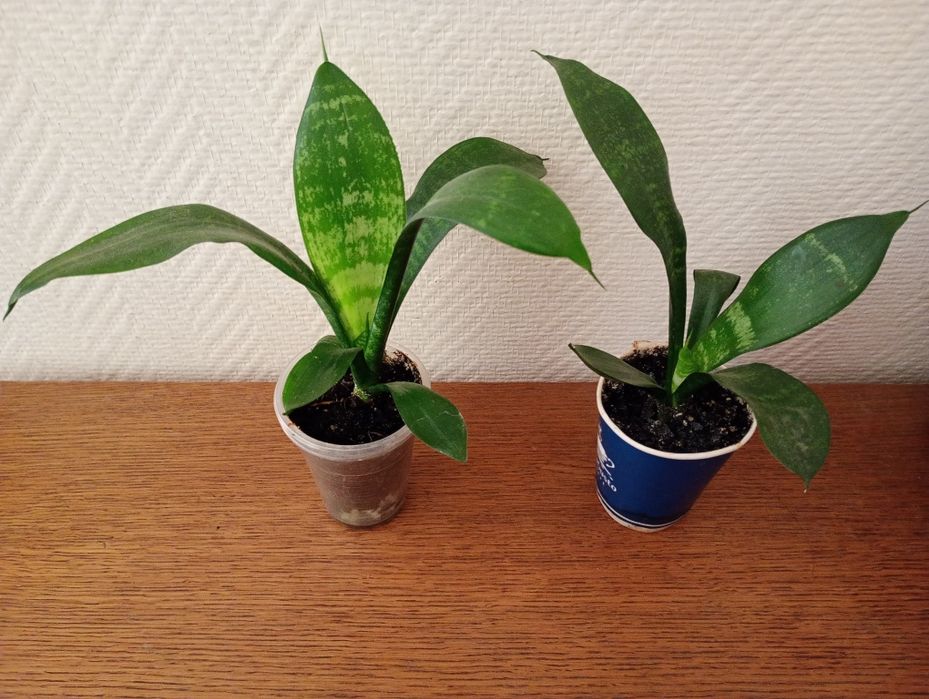 Сансевиерия лист с желтой полосой