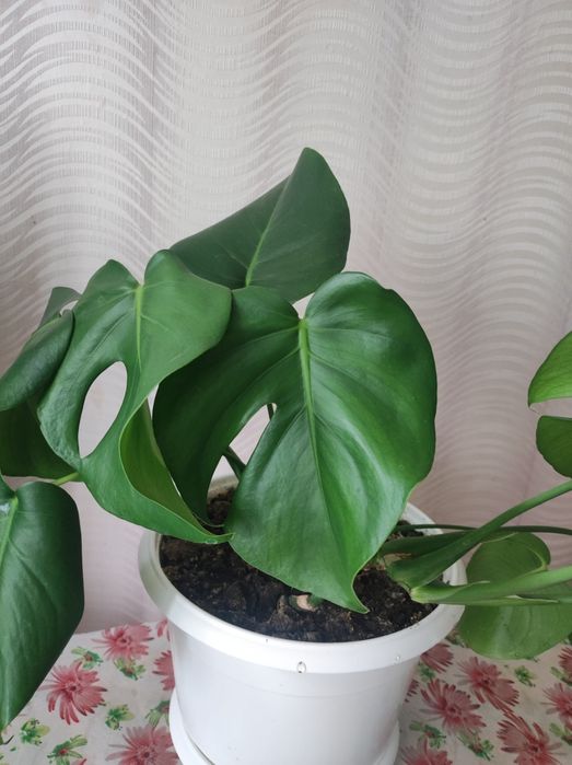 Комнатные растения Монстера