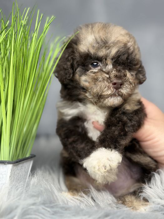 Той пудель шоколадный мрамор