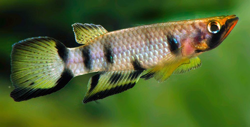 Szczupieńczyk Dageta - Epiplatys dageti - dowozimy, wysyłamy