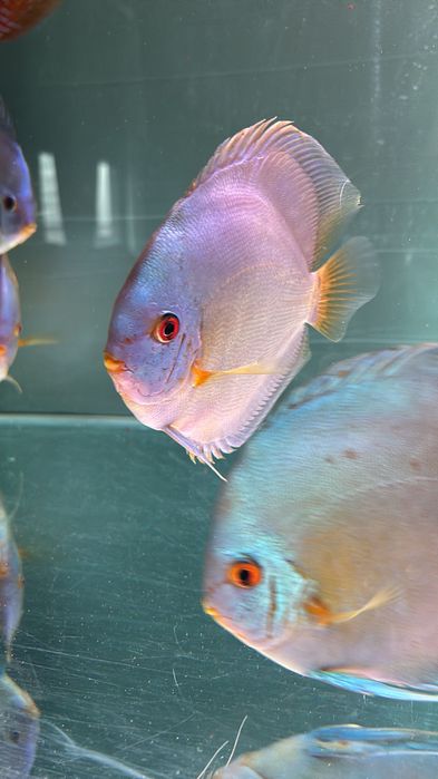 Casais peixe Disco