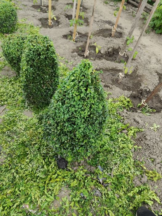 Bukszpany pani Julity. Różne kształty i wymiary.
