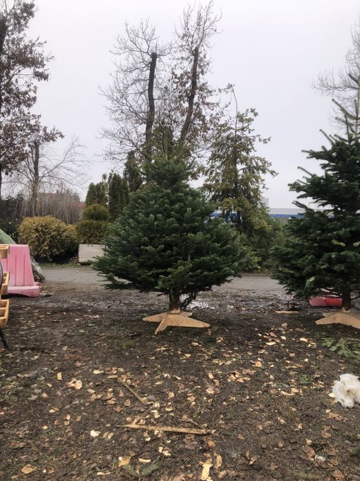 Живі Новорічні Ялинки. Ялиця Нордмана